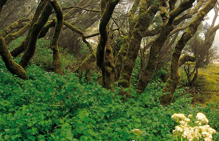 Finca Los Arcos Del Laurel Moya  Dış mekan fotoğraf
