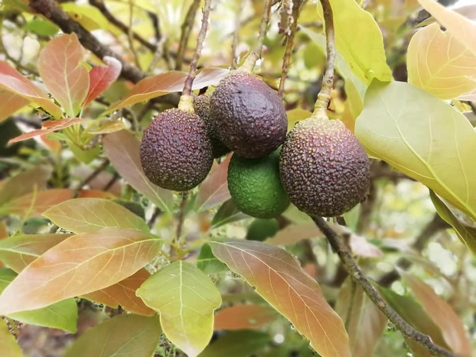 Finca Los Arcos Del Laurel Moya  Dış mekan fotoğraf