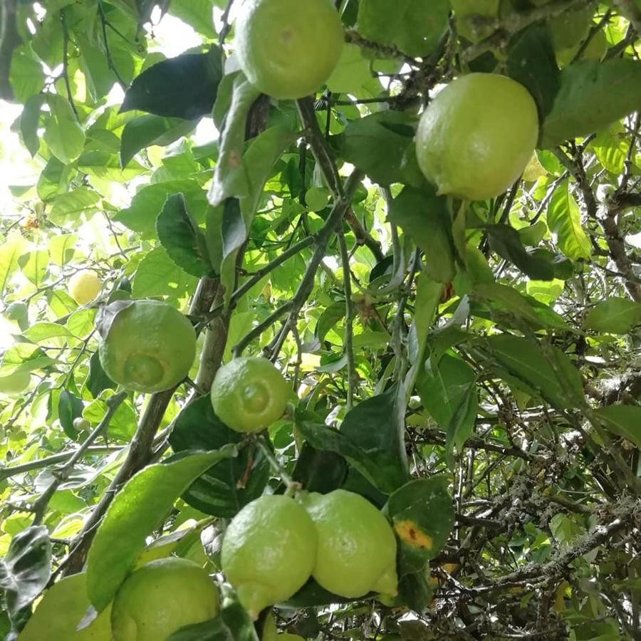 Finca Los Arcos Del Laurel Moya  Dış mekan fotoğraf