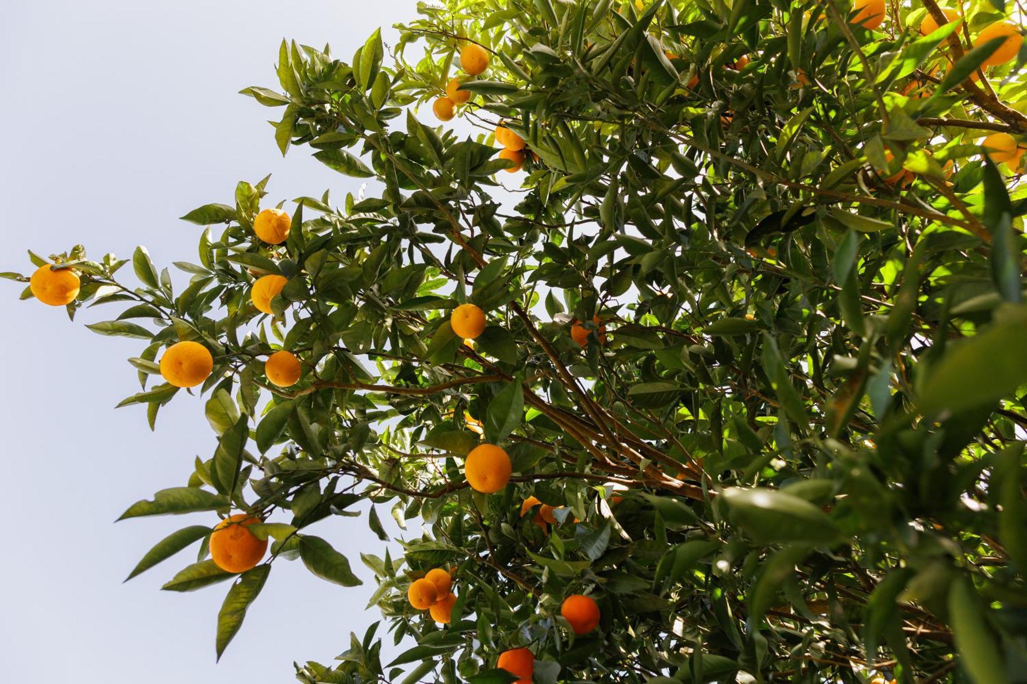 Finca Los Arcos Del Laurel Moya  Dış mekan fotoğraf
