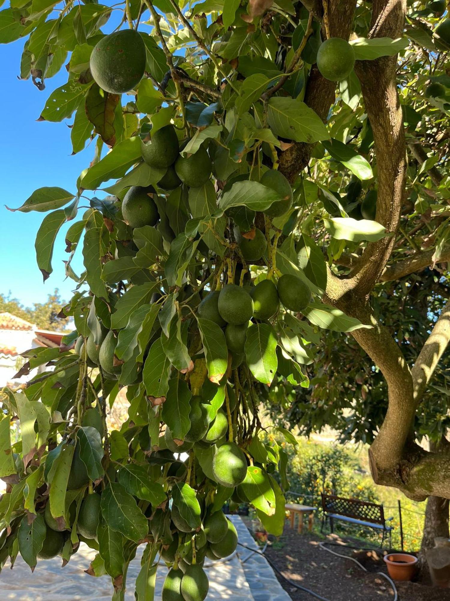 Finca Los Arcos Del Laurel Moya  Dış mekan fotoğraf