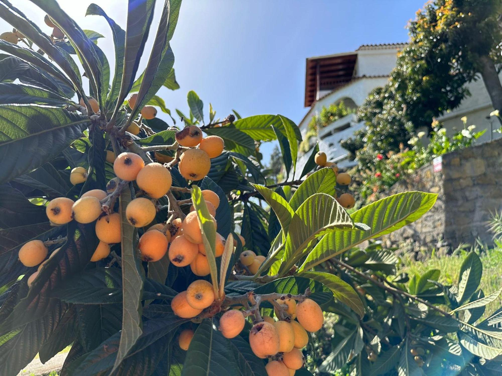 Finca Los Arcos Del Laurel Moya  Dış mekan fotoğraf